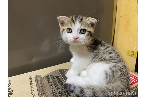 成約済の千葉県のスコティッシュフォールド-93619の4枚目